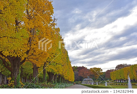 Autumn leaves of ginkgo trees Autumn leaves of ginkgo trees 134282946