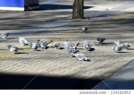 十二月的日本橫濱城市景觀。夕陽低垂，建築物投下斑駁的影子……鴿子聚集在新橫濱車站前的陽光下覓食。 134282952
