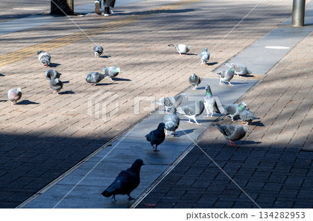 十二月的日本橫濱城市景觀。夕陽低垂，建築物投下斑駁的影子……鴿子聚集在新橫濱車站前的陽光下覓食。 134282953