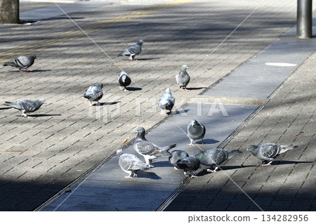 十二月的日本橫濱城市景觀。夕陽低垂，建築物投下斑駁的影子……鴿子聚集在新橫濱車站前的陽光下覓食。 134282956