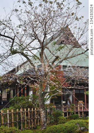 Ohara's everlasting cherry blossoms 134283024