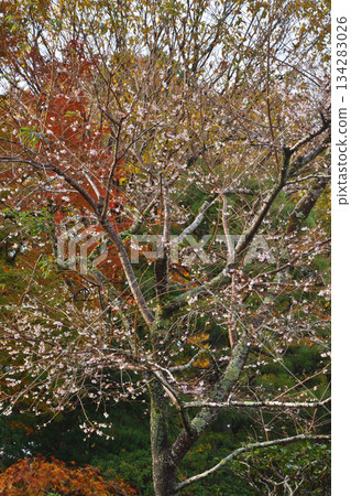 Ohara's everlasting cherry blossoms Ohara's everlasting cherry blossoms 134283026