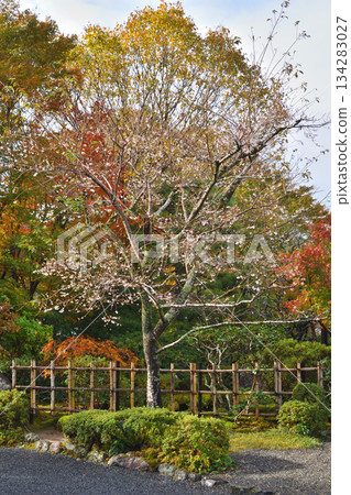 Ohara's everlasting cherry blossoms 134283027
