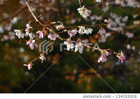 Ohara's everlasting cherry blossoms 134283028