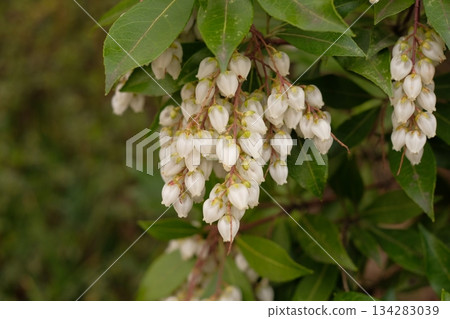 Asebi flowers, Asebi flowers 134283039