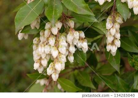 Asebi flowers, Asebi flowers 134283040