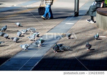 Yokohama cityscape in Japan, December. The sun shining low across the sky... the shadows of buildings... pigeons gathering in the sun in front of Shin-Yokohama Station, searching for food. 134283095