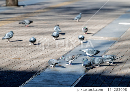十二月的日本橫濱城市景觀。夕陽低垂，建築物投下斑駁的影子……鴿子聚集在新橫濱車站前的陽光下覓食。 134283098
