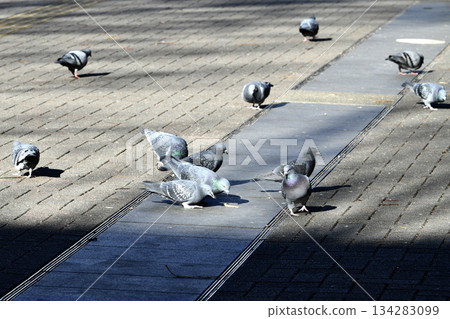 Yokohama cityscape in Japan, December. The sun shining low across the sky... the shadows of buildings... pigeons gathering in the sun in front of Shin-Yokohama Station, searching for food. 134283099