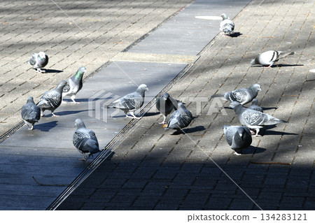 十二月的日本橫濱城市景觀。夕陽低垂，建築物投下斑駁的影子……鴿子聚集在新橫濱車站前的陽光下覓食。 134283121