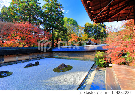 [京都府]龍安寺的石庭和紅葉 134283225