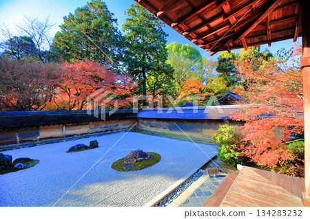 [京都府]龍安寺的石庭和紅葉 134283232