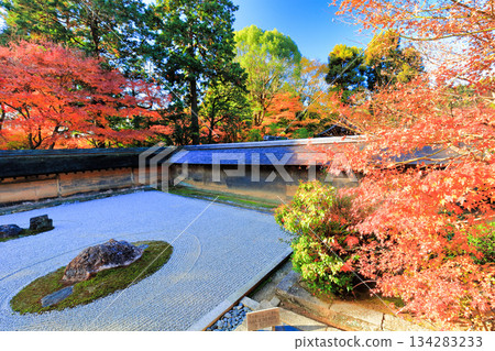 [Kyoto Prefecture] Ryoanji Temple's rock garden and autumn leaves 134283233