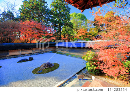 [Kyoto Prefecture] Ryoanji Temple's rock garden and autumn leaves 134283234