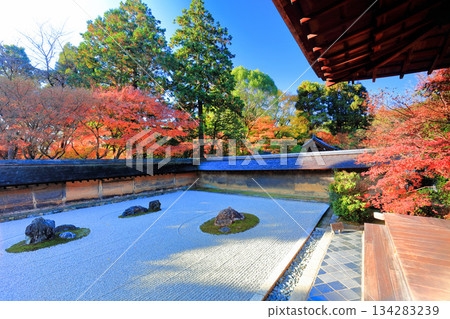 [京都府]龍安寺的石庭和紅葉 134283239