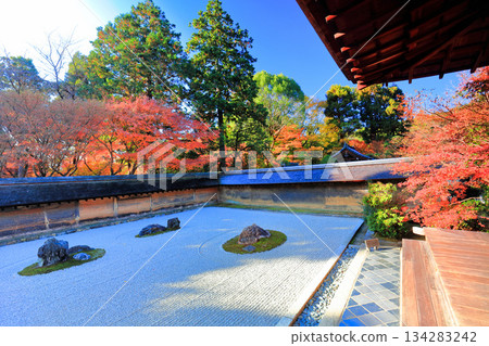 [Kyoto Prefecture] Ryoanji Temple's rock garden and autumn leaves 134283242
