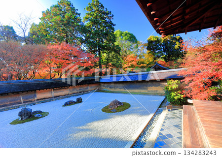 [Kyoto Prefecture] Ryoanji Temple's rock garden and autumn leaves 134283243