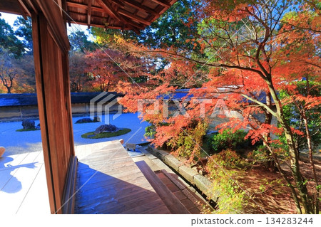 [Kyoto Prefecture] Ryoanji Temple's rock garden and autumn leaves 134283244
