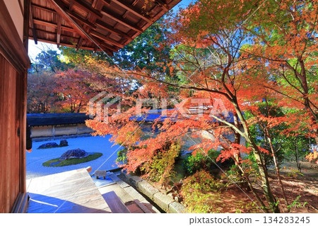 [Kyoto Prefecture] Ryoanji Temple's rock garden and autumn leaves 134283245