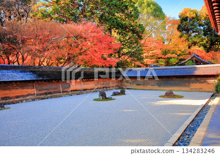 [Kyoto Prefecture] Ryoanji Temple's rock garden and autumn leaves 134283246