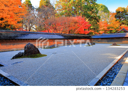 [京都府]龍安寺的石庭和紅葉 134283253