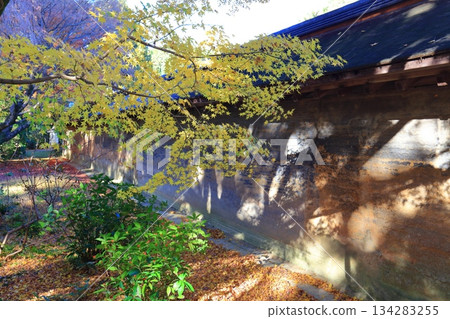 【京都府】龍安寺的油泥牆和秋葉 134283255