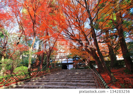 [Kyoto] Autumn leaves of Ryoanji Temple 134283256