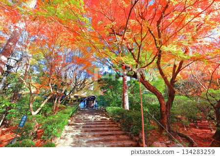 【京都府】龍安寺佛殿的秋葉 134283259