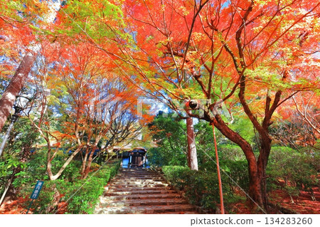 【京都府】龍安寺佛殿的秋葉 134283260