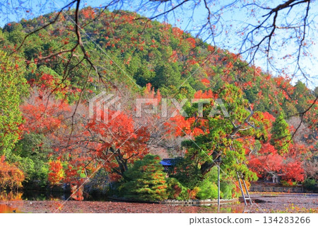 [Kyoto Prefecture] Autumn leaves at Kyoyo Pond in Ryoanji Temple 134283266