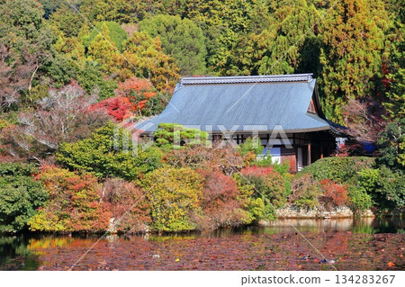 [Kyoto Prefecture] Autumn leaves at Kyoyo Pond in Ryoanji Temple 134283267