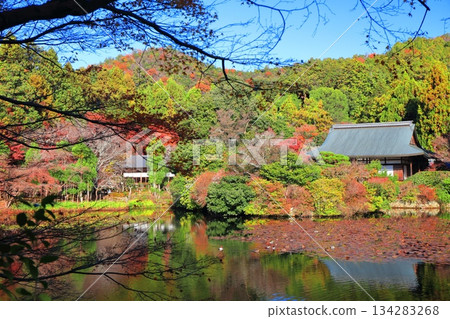 [Kyoto Prefecture] Autumn leaves at Kyoyo Pond in Ryoanji Temple 134283268