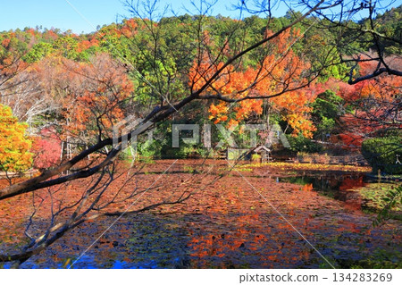 [Kyoto Prefecture] Autumn leaves at Kyoyo Pond in Ryoanji Temple 134283269