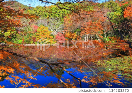 【京都府】龍安寺京陽池的秋葉 【京都府】龍安寺京陽池的秋葉 134283270