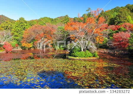 [Kyoto Prefecture] Autumn leaves at Kyoyo Pond in Ryoanji Temple 134283272