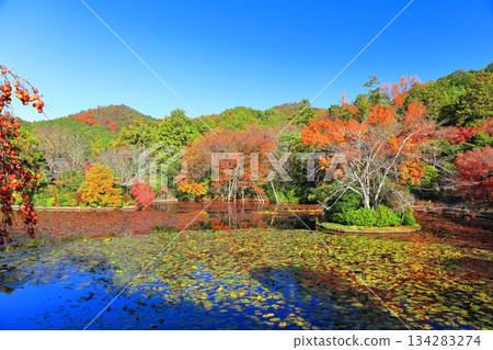 [Kyoto Prefecture] Autumn leaves at Kyoyo Pond in Ryoanji Temple 134283274