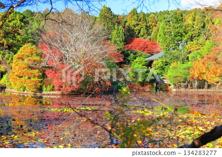 【京都府】龍安寺京陽池的秋葉 134283277