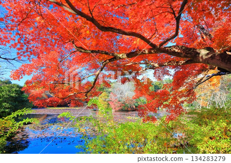 [Kyoto Prefecture] Autumn leaves at Kyoyo Pond in Ryoanji Temple 134283279