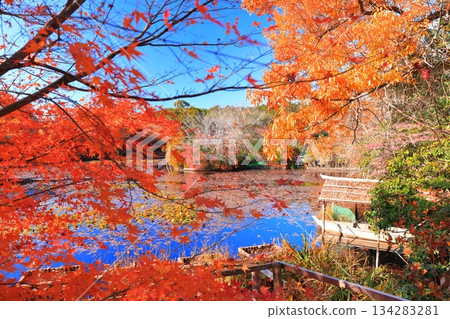 [Kyoto Prefecture] Autumn leaves at Kyoyo Pond in Ryoanji Temple 134283281