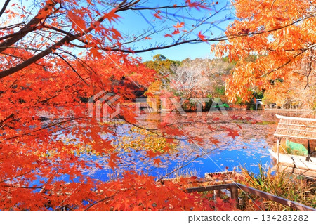 [Kyoto Prefecture] Autumn leaves at Kyoyo Pond in Ryoanji Temple 134283282