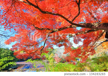 [Kyoto Prefecture] Autumn leaves at Kyoyo Pond in Ryoanji Temple 134283283