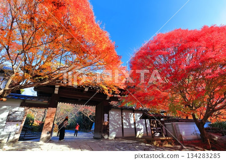 [Kyoto Prefecture] Autumn leaves at the Sanmon Gate of Ryoanji Temple 134283285