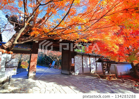 【京都府】龍安寺三門前的秋葉 【京都府】龍安寺三門前的秋葉 134283288