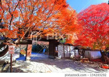 [Kyoto Prefecture] Autumn leaves at the Sanmon Gate of Ryoanji Temple 134283292
