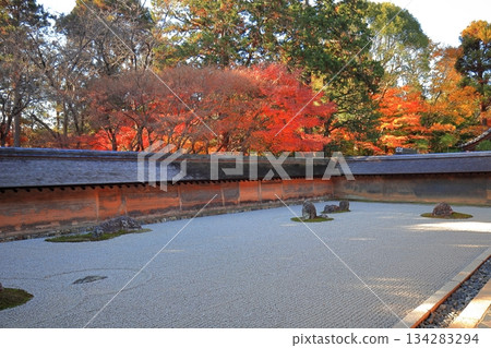 [京都府]龍安寺的石庭和紅葉 134283294