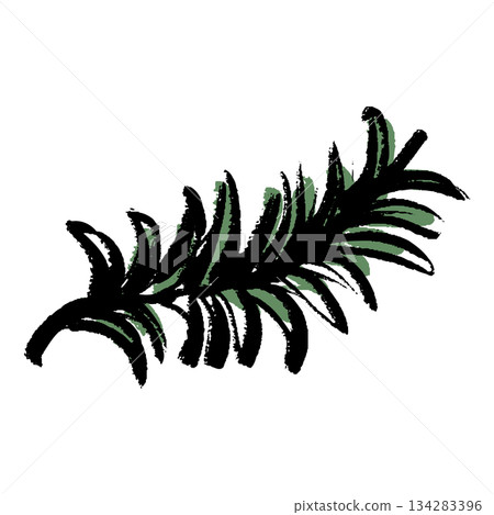 Brush-touched rosemary illustration 134283396