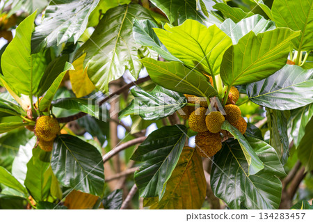 沖繩夏季生長的馬檳蜜果實特寫 134283457