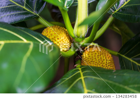 沖繩夏季生長的馬檳蜜果實特寫 134283458
