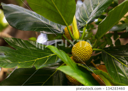沖繩夏季生長的馬檳蜜果實特寫 134283460