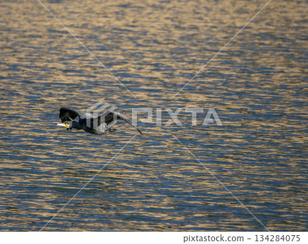 鸕鶿飛過稻川河水面 134284075